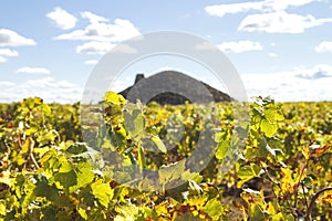 Autumnal vineyard in La Mancha with a bombo on the background photo