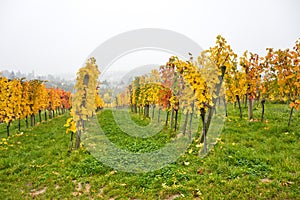 Autumnal vineyard landscape in Vienna