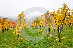 Autumnal vineyard landscape in Vienna