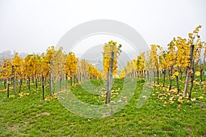 Autumnal vineyard landscape in Vienna