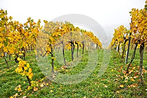 Autumnal vineyard landscape in Vienna