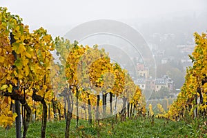 Autumnal vineyard landscape in Vienna