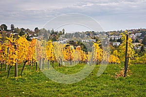 Autumnal vineyard landscape in Vienna
