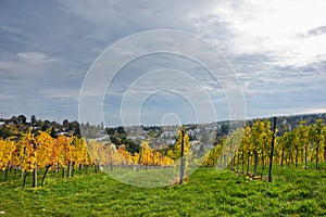 Autumnal vineyard landscape in Vienna