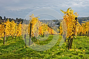 Autumnal vineyard landscape in Vienna