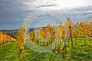 Autumnal vineyard landscape in Vienna