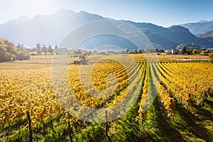 Autumnal vineyard in Trento