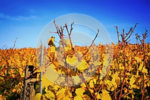 Autumnal vineyard with yellow leaves in Nierstein on the Roten H