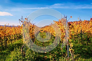 Autumnal vineyard with yellow leaves in Nierstein on the Roten H