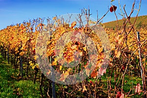 Autumnal vineyard with yellow leaves in Nierstein on the Roten H