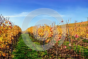 Autumnal vineyard with yellow leaves in Nierstein on the Roten H