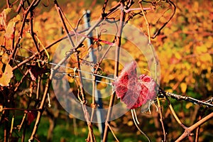 Autumnal vineyard with yellow leaves in Nierstein on the Roten H