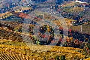 Autumnal vineyards and colorful trees on the hills of Langhe.