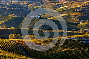 Autumnal vineyards and hills of Langhe in Italy.