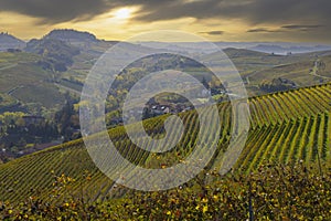 autumnal vineyards, Piedmont, Italy