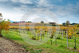 Autumnal vineyards on the rolling hills of Bologna countryside