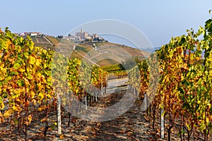 Autumnal vineyards in a row on the hills of Langhe