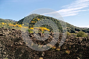 Autumnal Volcanic Landscape In Etna Park, Sicily