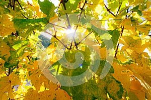 Autumnal wine leaves in opposite light