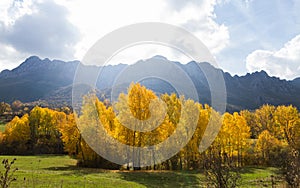 Autumnal Yellow Poplars and mountains