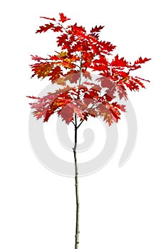 Autumnal young oak tree with colourful leaves.