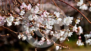 Autumnalis Makino blossom Kenrokuen Park.