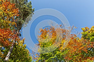 Autumnally colorful treetops with blue sky