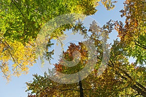 Autumnally colorful treetops with blue sky