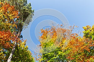 Autumnally colorful treetops with sky