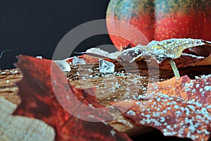 Autumnally decorated ice crystals with pumpkin,snow and autumn foliage
