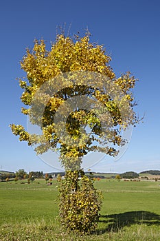 Autumnally tree with green and yellow leaves