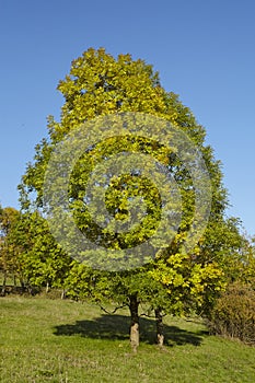 Autumnally tree with green and yellow leaves