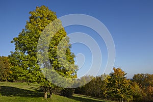 Autumnally tree with green and yellow leaves