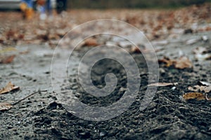 Autumning weather, lots of dry leaves, on the ground traces of the wheel. Walking in the open air. Traces