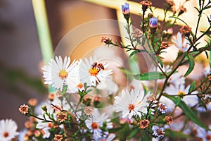 Autumnl background. Chrysanthemum flowers begin to fade in October. Warm sunlight