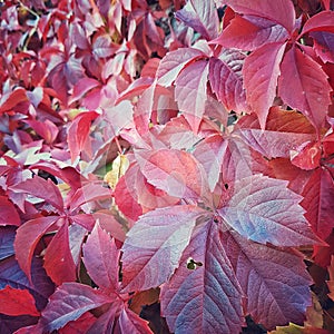 Autumnn red leaves photo