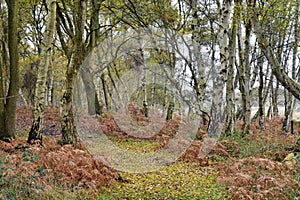 Autumnnal Colours, Redgrave and Lopham Fen, Suffolk, UK