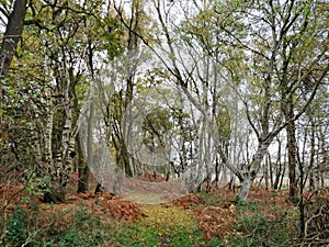 Autumnnal Colours, Redgrave and Lopham Fen, Suffolk, UK