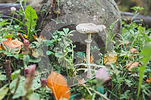 Autumns forest. Mushroom among herbs. A large rock in the background. Horizontal. The mushroom season