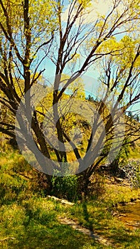 Autumns trees at Montana lakes afternoons