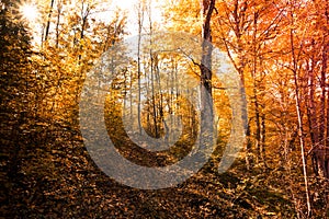 Autumn forest landscape