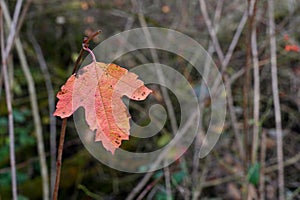 Autumnus folium rufo-luteum, Viburnum acerifolium. Background est blurry. photo