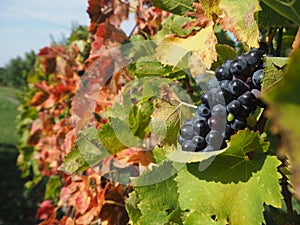 Autumnâ€™s vineyard