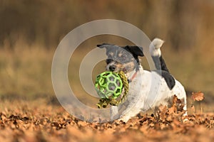 in autums, a cute little Jack Russell Terrier dog running fast and with joy across a meadow with a grid ball in his mouth