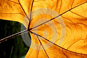 Autums leaf photo