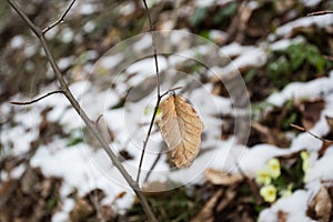 Autums leaves of birch. Still firm on the branch. Dry leaves. photo