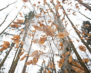 Autums leaves of birch. Still firm on the branch. Dry leaves.