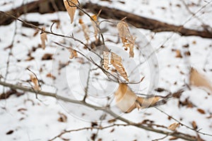 Autums leaves of birch. Still firm on the branch. Dry leaves. photo