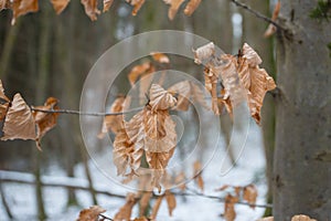 Autums leaves of birch. Still firm on the branch. Dry leaves. photo