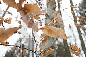 Autums leaves of birch. Still firm on the branch. Dry leaves. photo